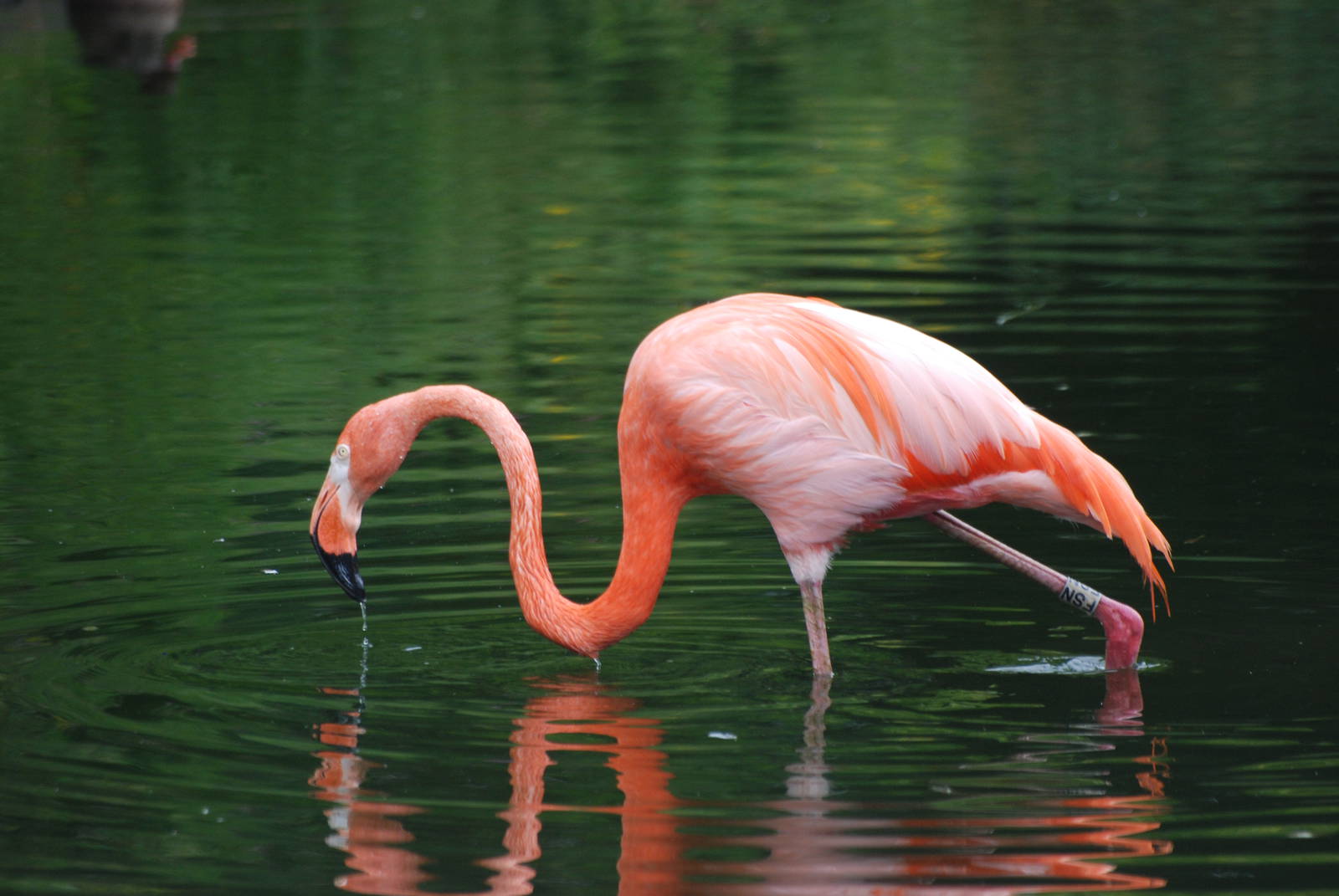 Caribbean Flamingo at Llanelli WWT, 31/07/11