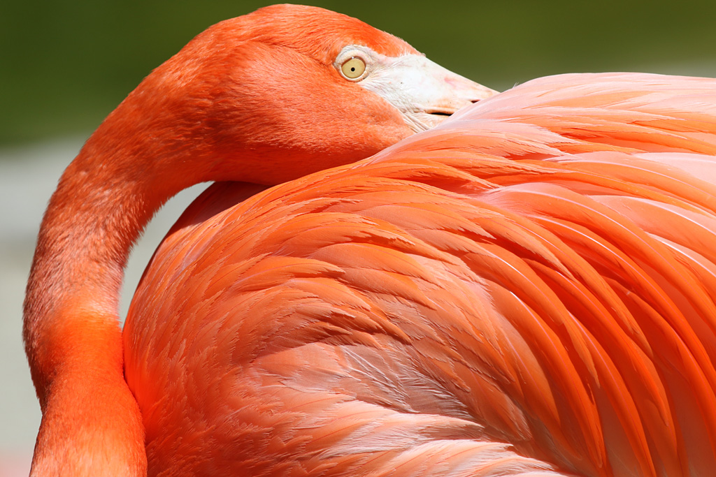 Caribbean Flamingo at San Diego Zoo 23rd April 2016