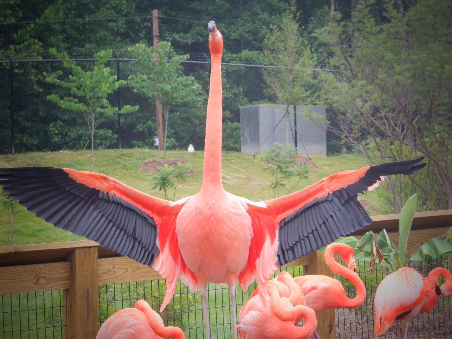 Caribbean Flamingo at the Greensboro Science Center
