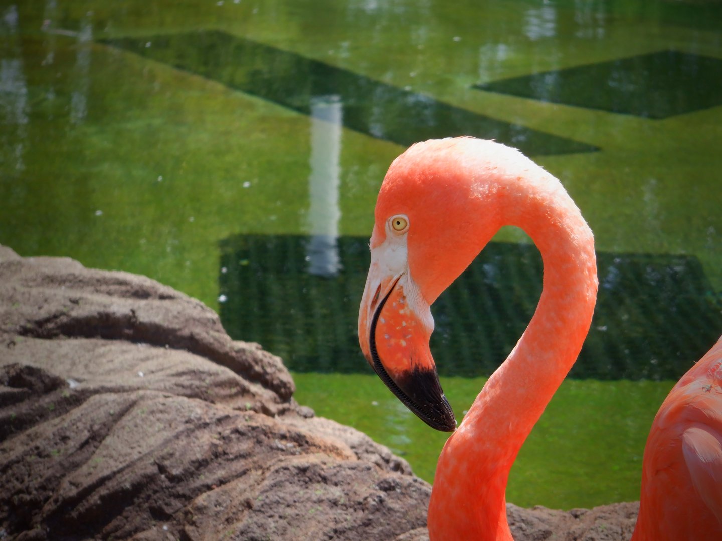 Caribbean Flamingo at the Greensboro Science Center