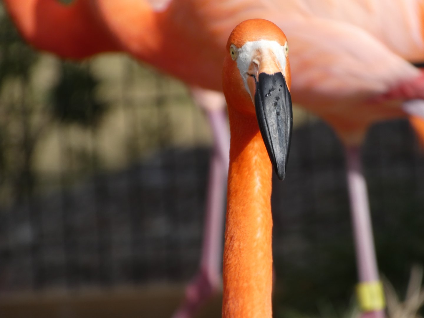 Caribbean Flamingo at the Greensboro Science Center