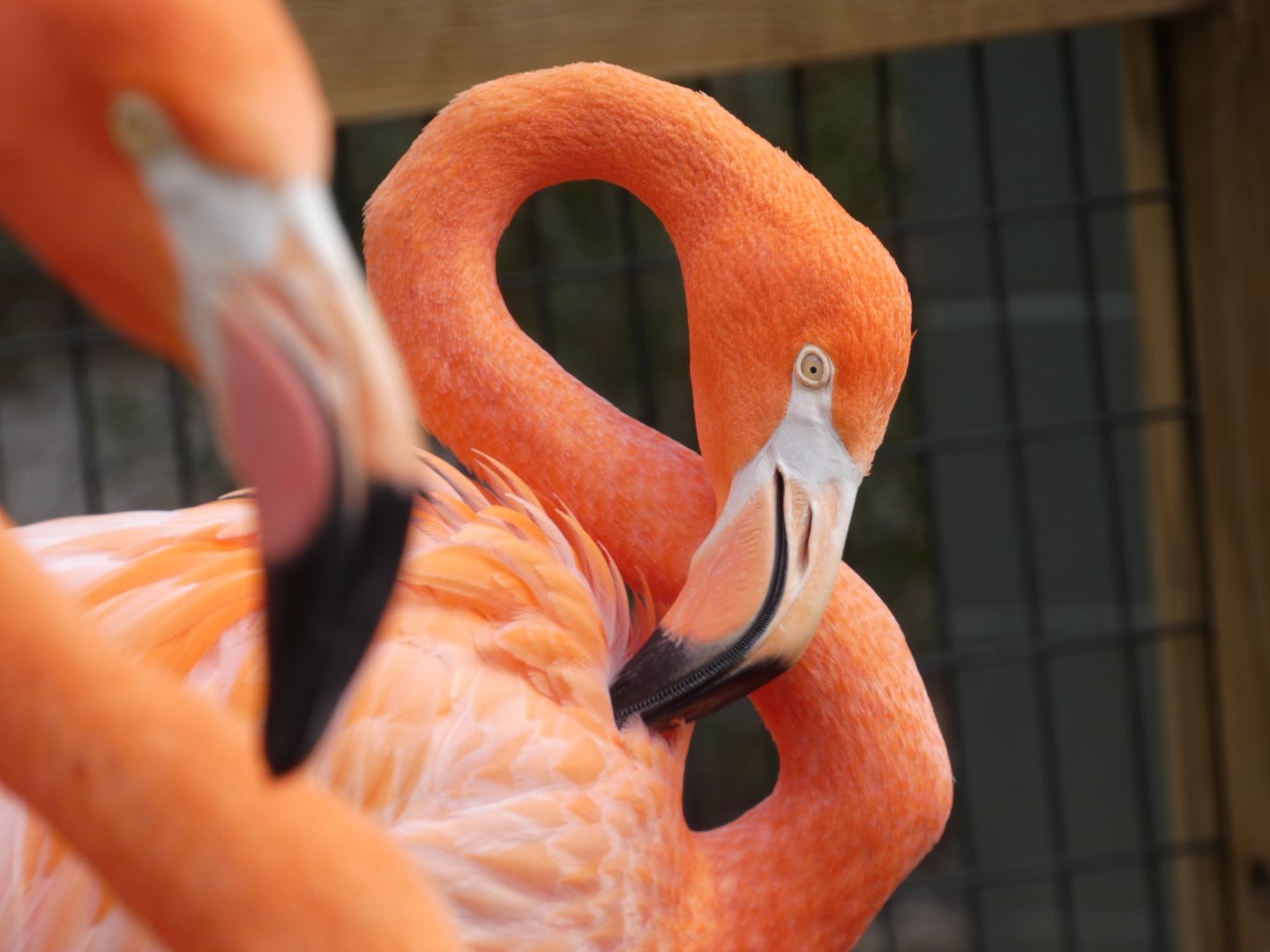 Caribbean Flamingo at the Greensboro Science Center