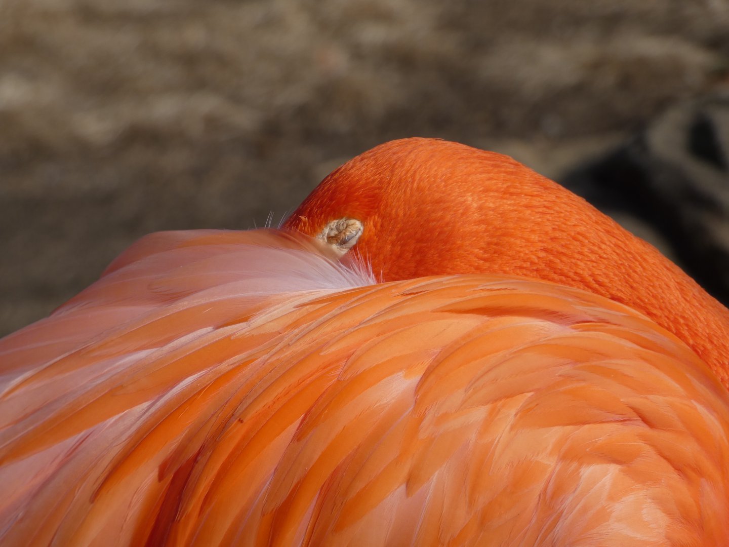 Caribbean Flamingo at the Greensboro Science Center