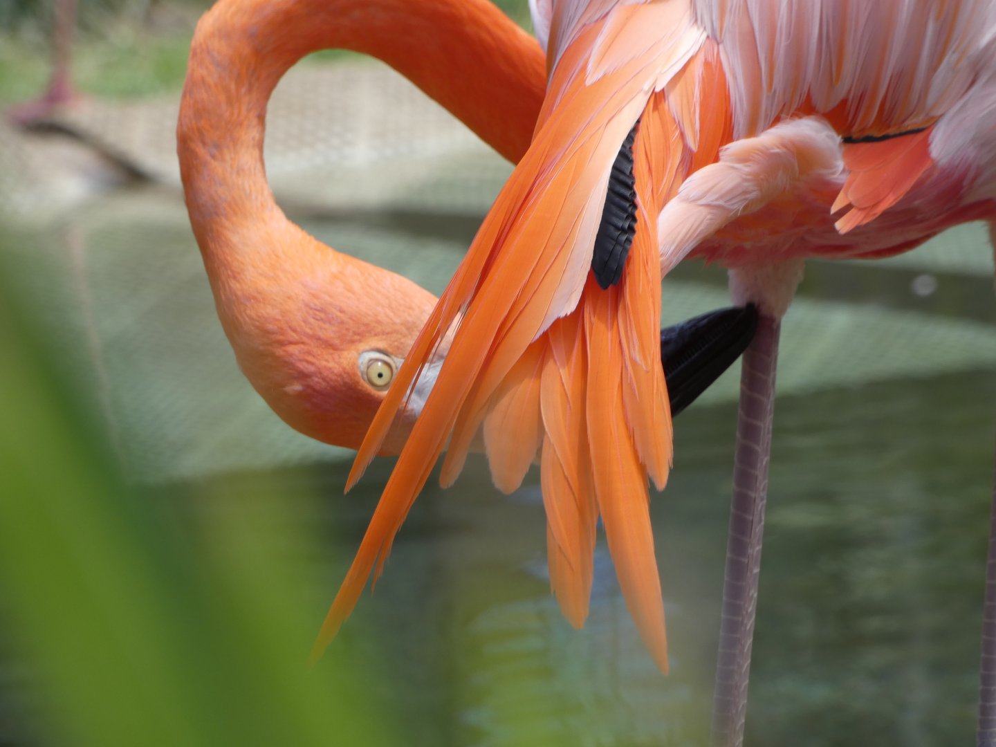 Caribbean Flamingo at the Greensboro Science Center