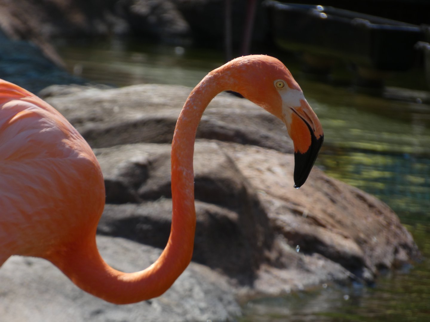 Caribbean Flamingo at the Greensboro Science Center
