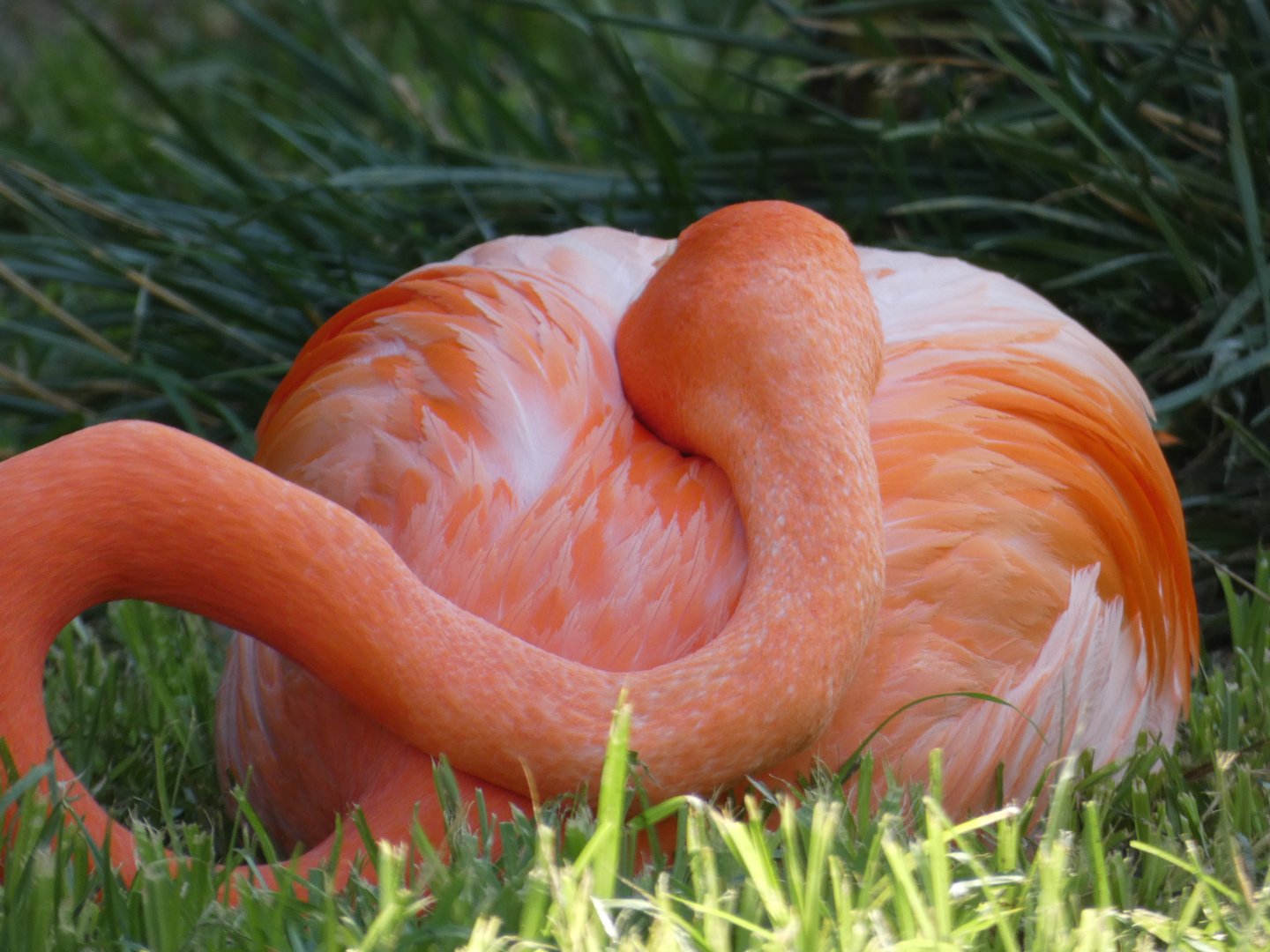 Caribbean Flamingo at the Greensboro Science Center