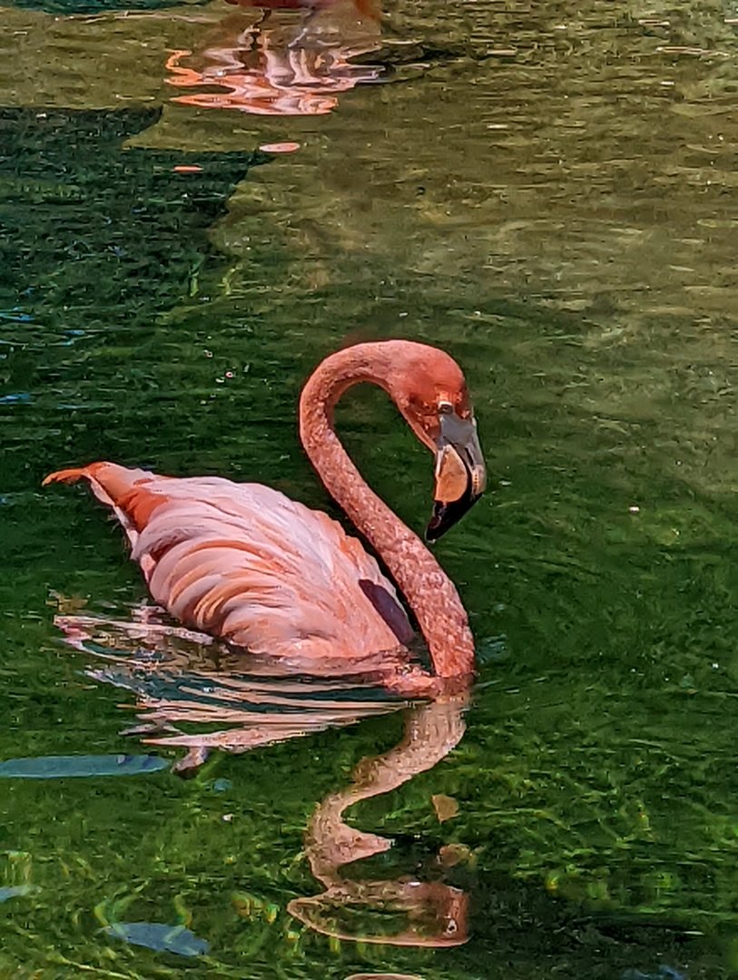 Caribbean Flamingo at the Greensboro Science Center