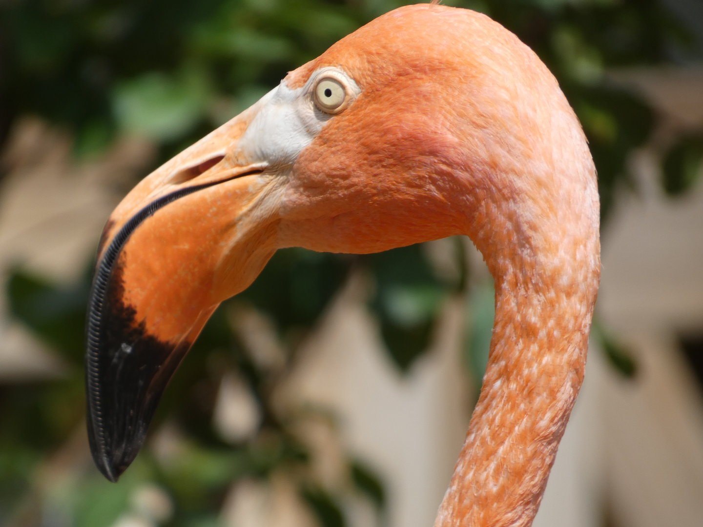 Caribbean Flamingo at the Greensboro Science Center