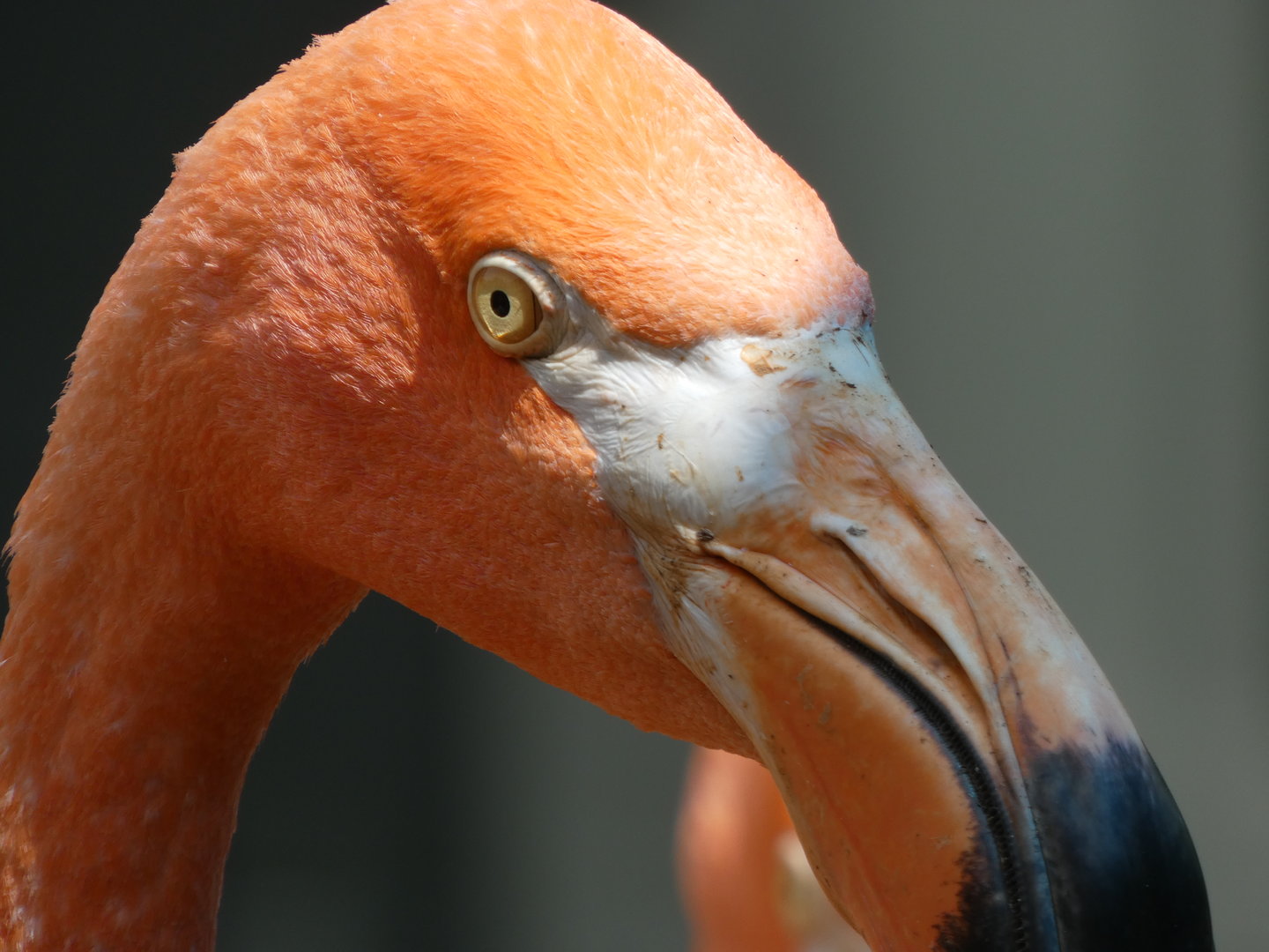 Caribbean Flamingo at the Greensboro Science Center