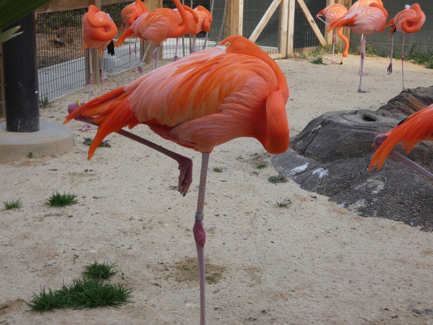 Caribbean Flamingo at the Greensboro Science Center
