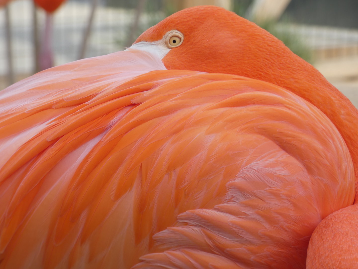 Caribbean Flamingo at the Greensboro Science Center