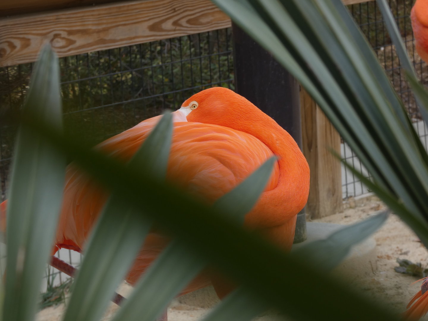 Caribbean Flamingo at the Greensboro Science Center