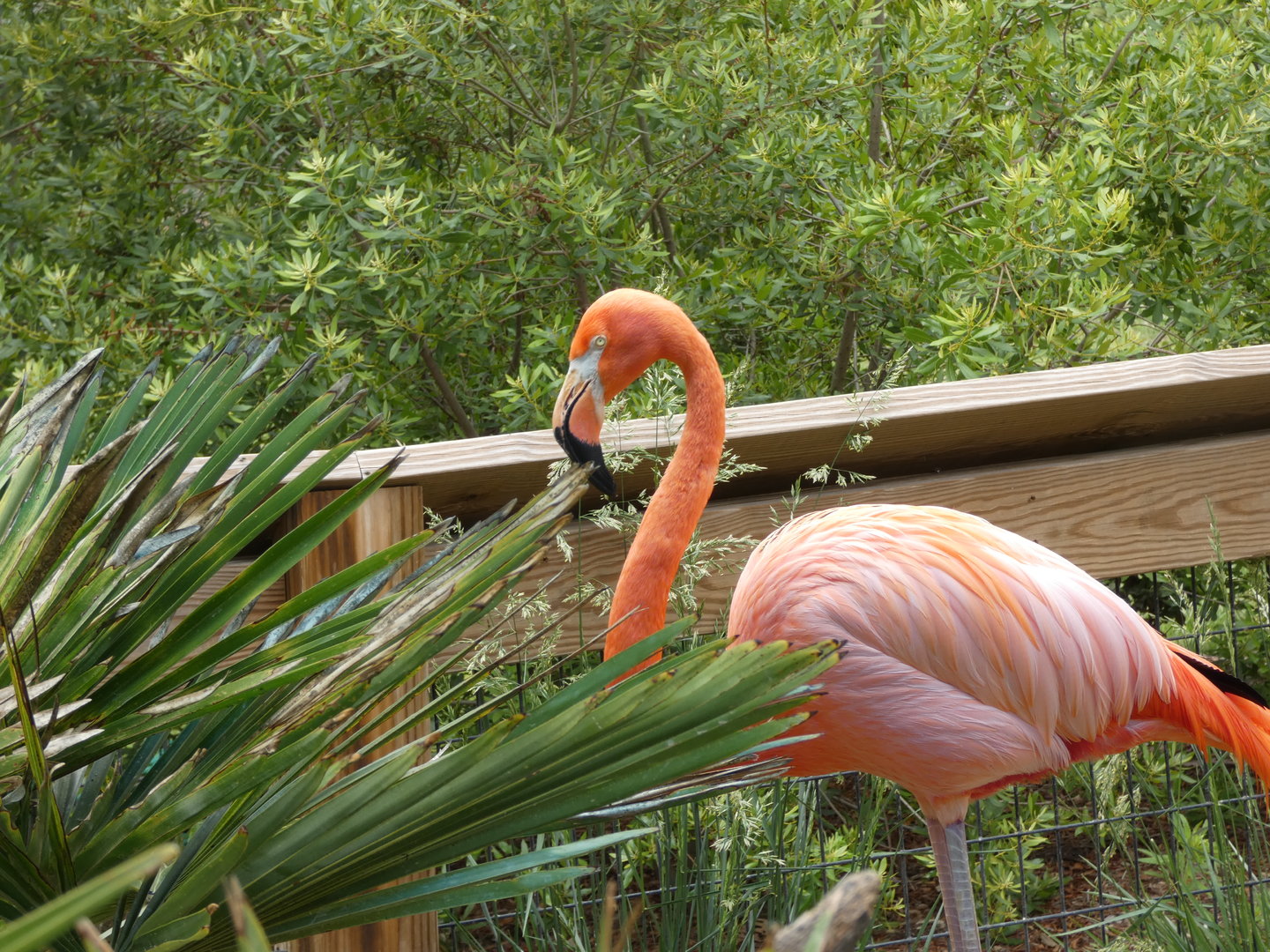 Caribbean Flamingo at the Greensboro Science Center