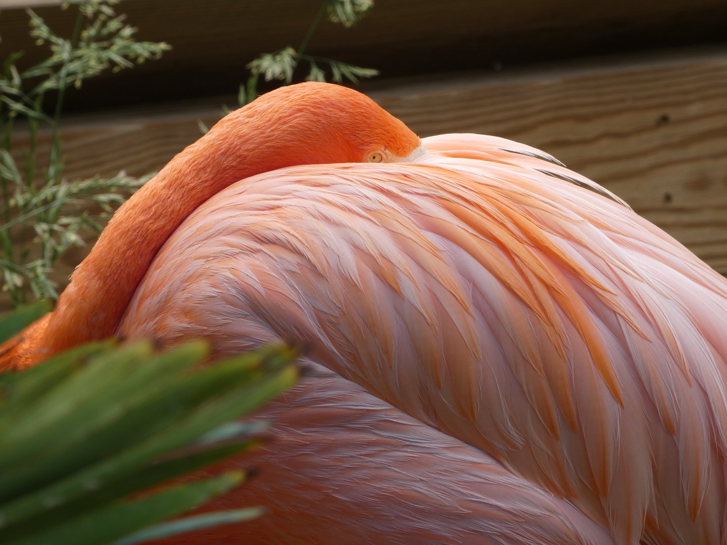 Caribbean Flamingo at the Greensboro Science Center
