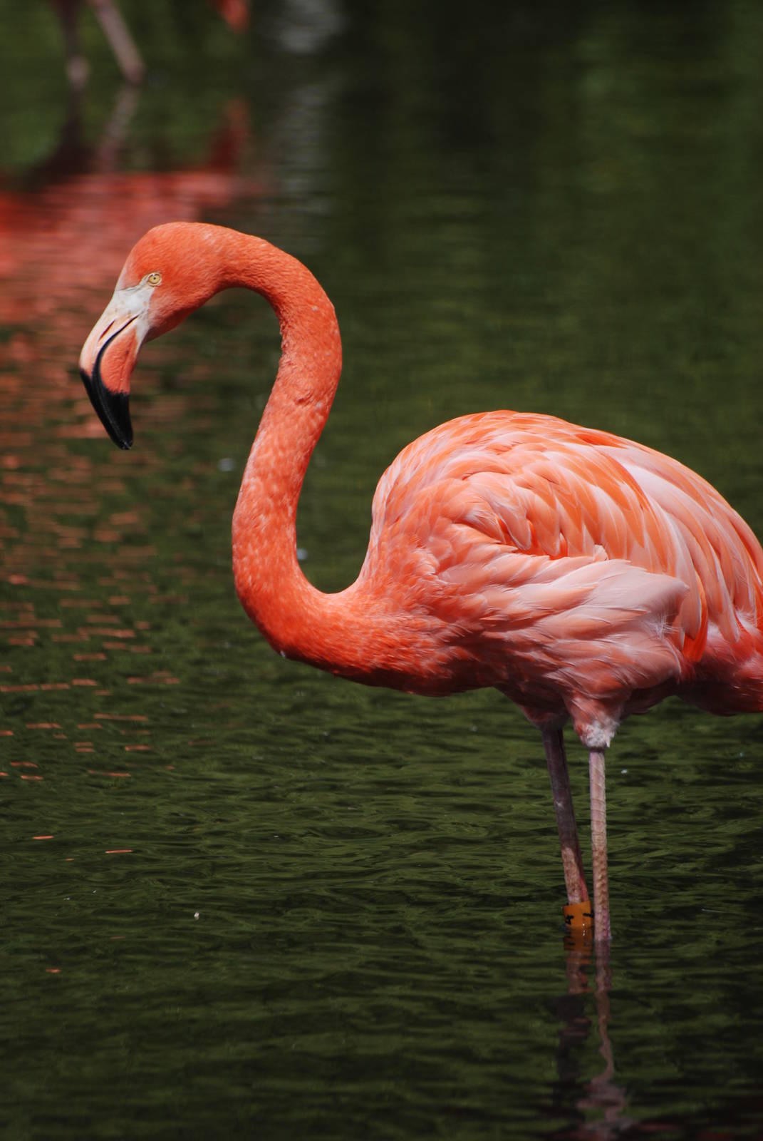 Caribbean Flamingo at Whipsnade 08/05/11
