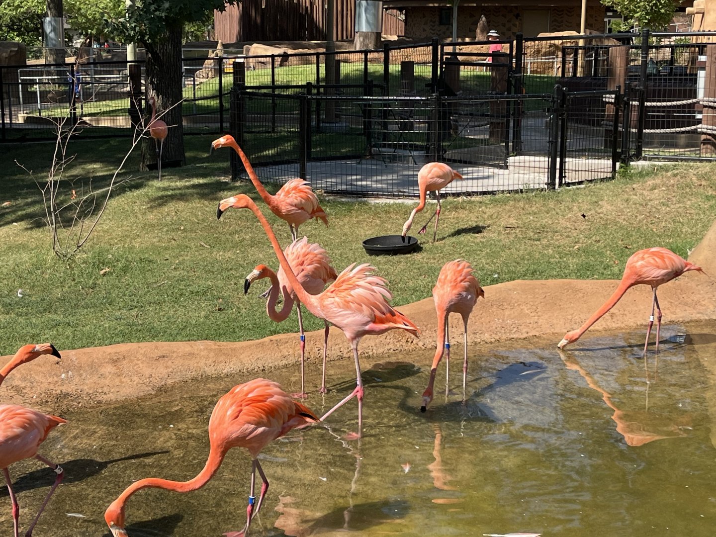 Caribbean Flamingo, Aug. 13, 2025