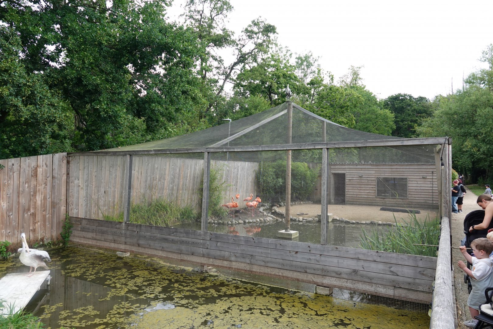 Caribbean flamingo aviary side-view