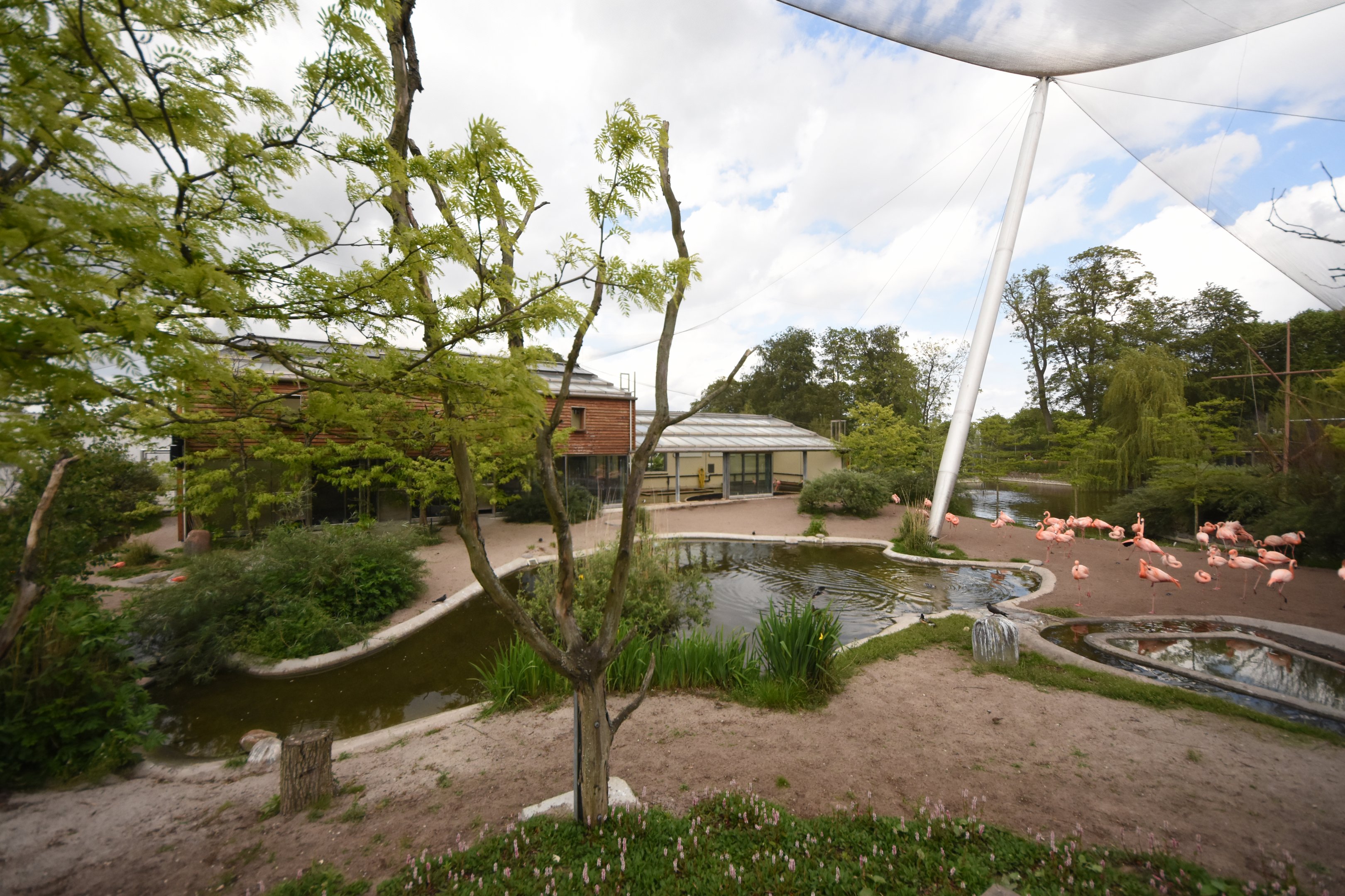 Caribbean flamingo aviary