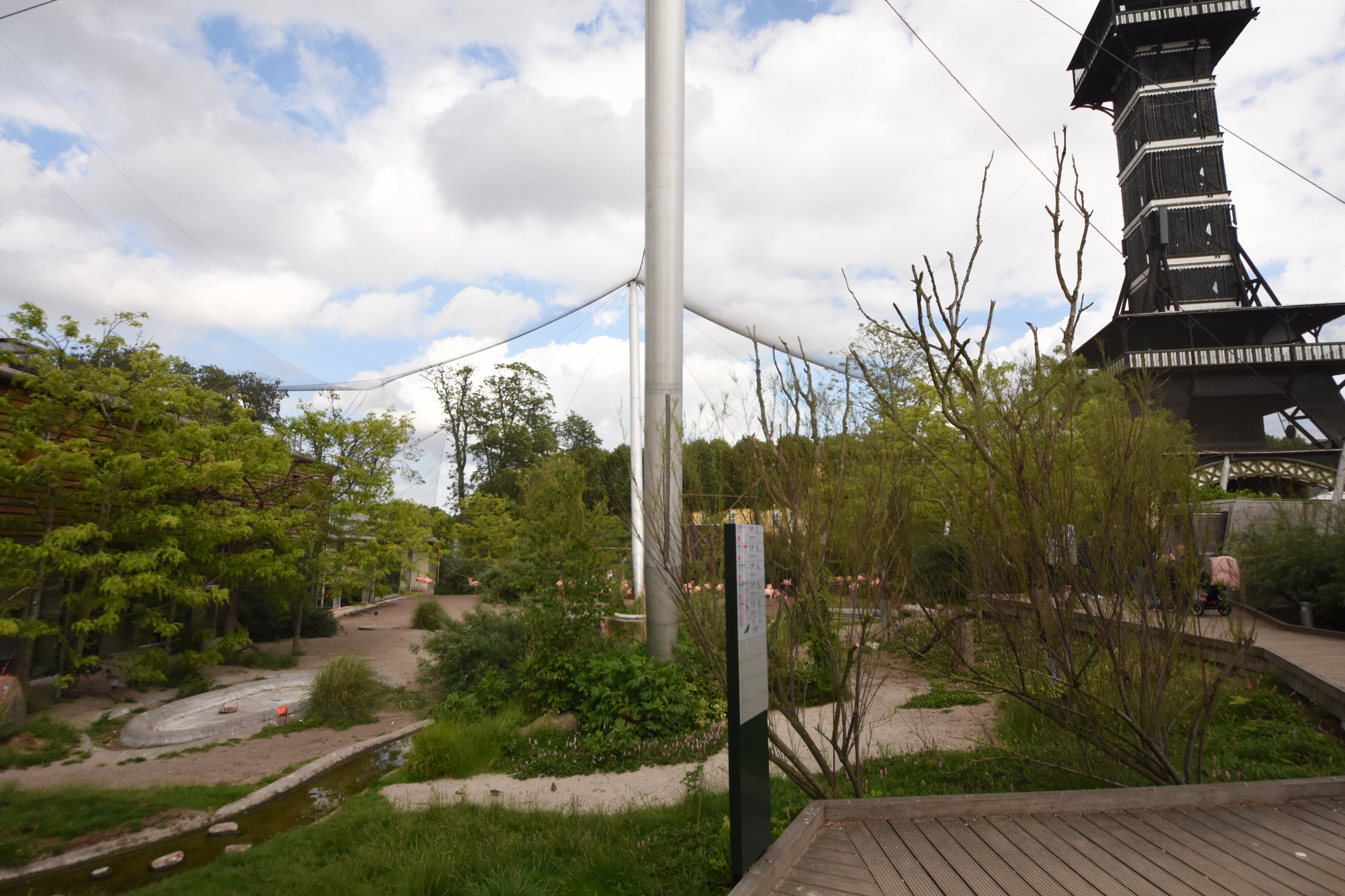 Caribbean flamingo aviary
