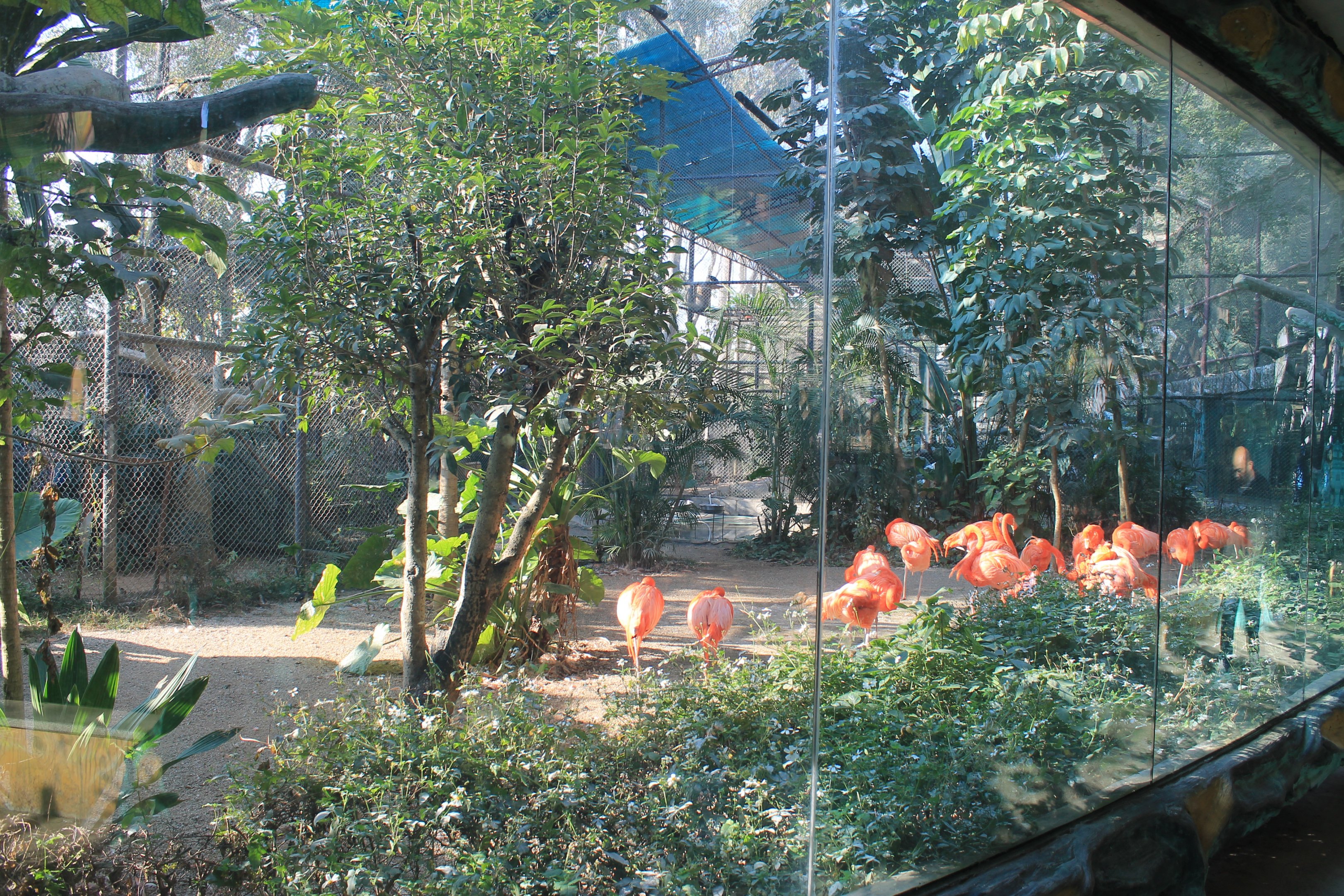Caribbean Flamingo aviary