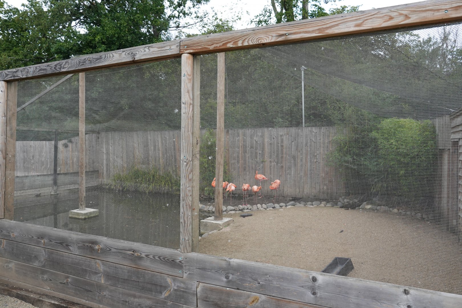 Caribbean flamingo aviary