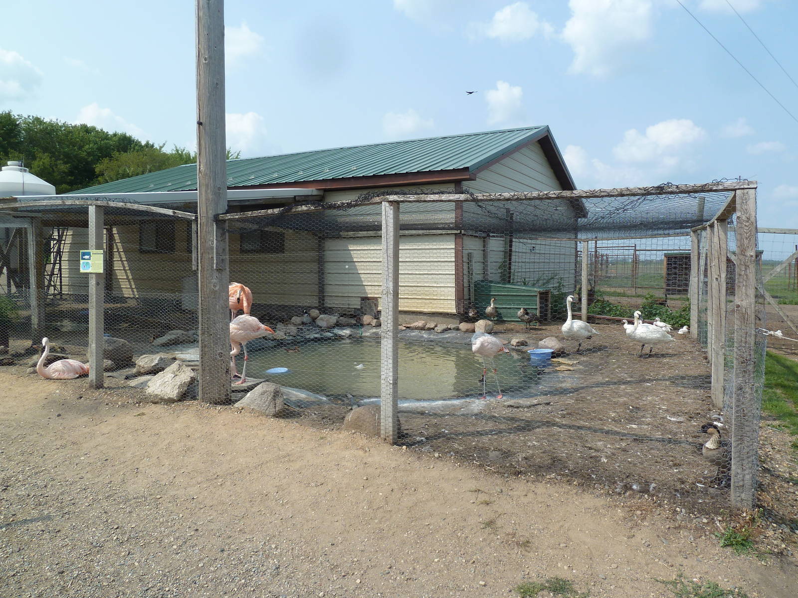 Caribbean Flamingo/Black-Necked Swan Exhibit