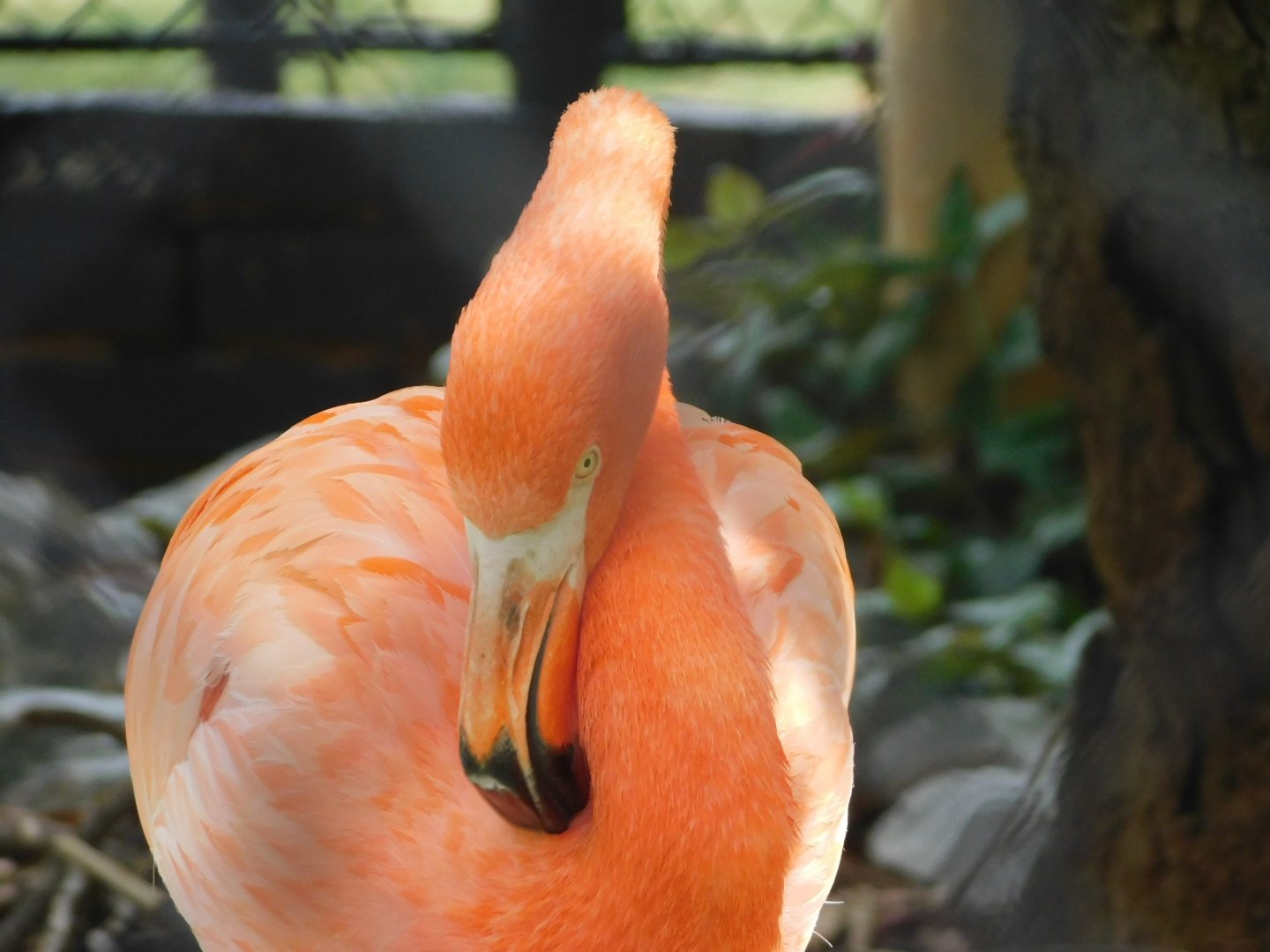 Caribbean-flamingo - Brasilia zoo