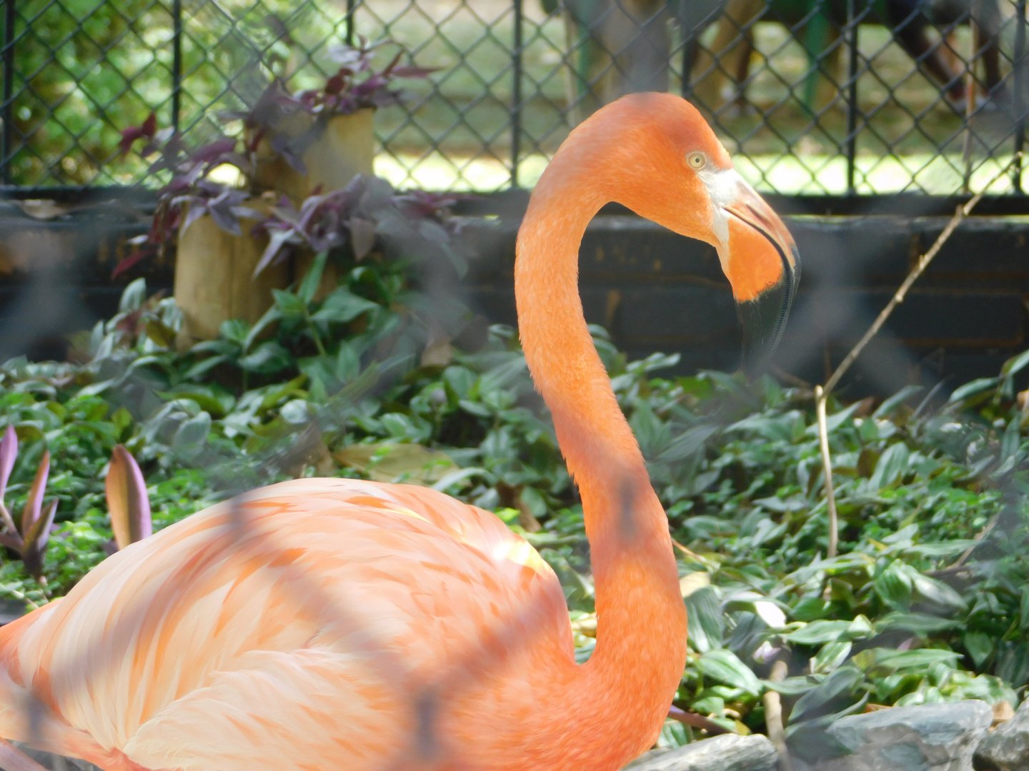Caribbean-flamingo - Brasilia zoo