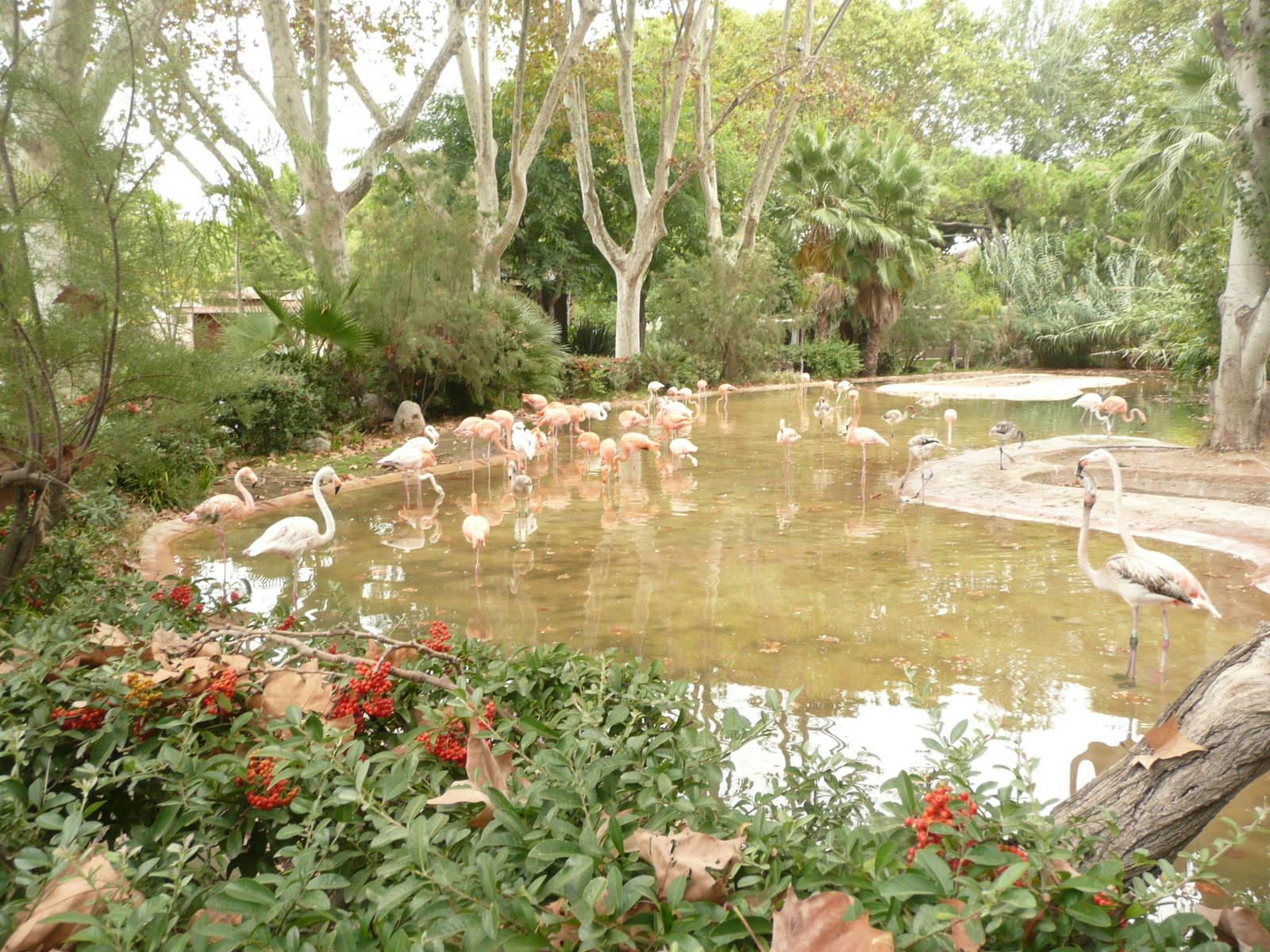 Caribbean flamingo breeding flock