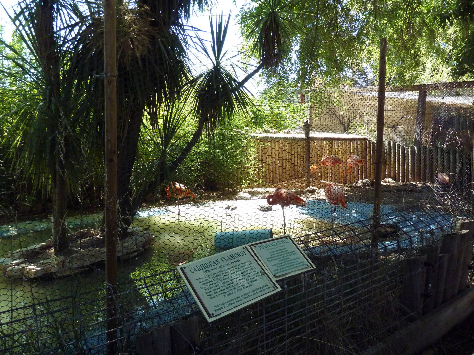 Caribbean Flamingo/Chinese Striped-Neck Turtle Exhibit