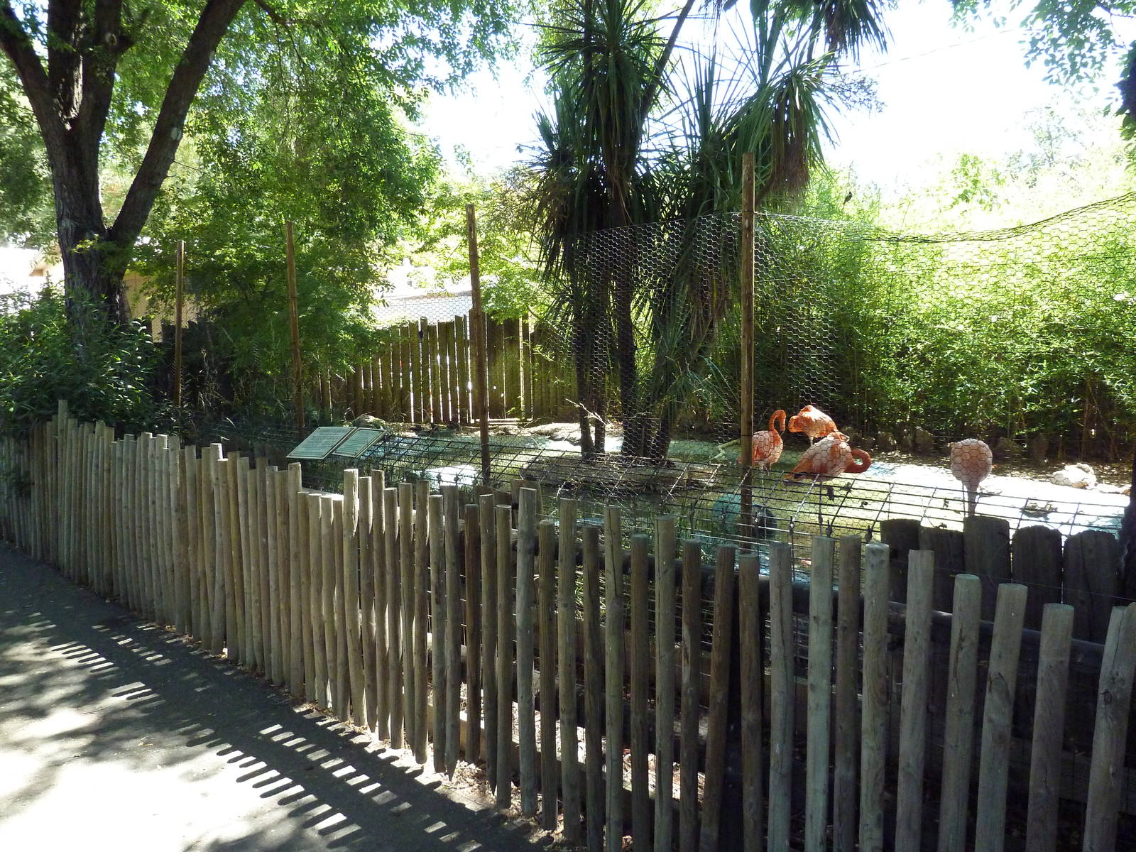 Caribbean Flamingo/Chinese Striped-Neck Turtle Exhibit