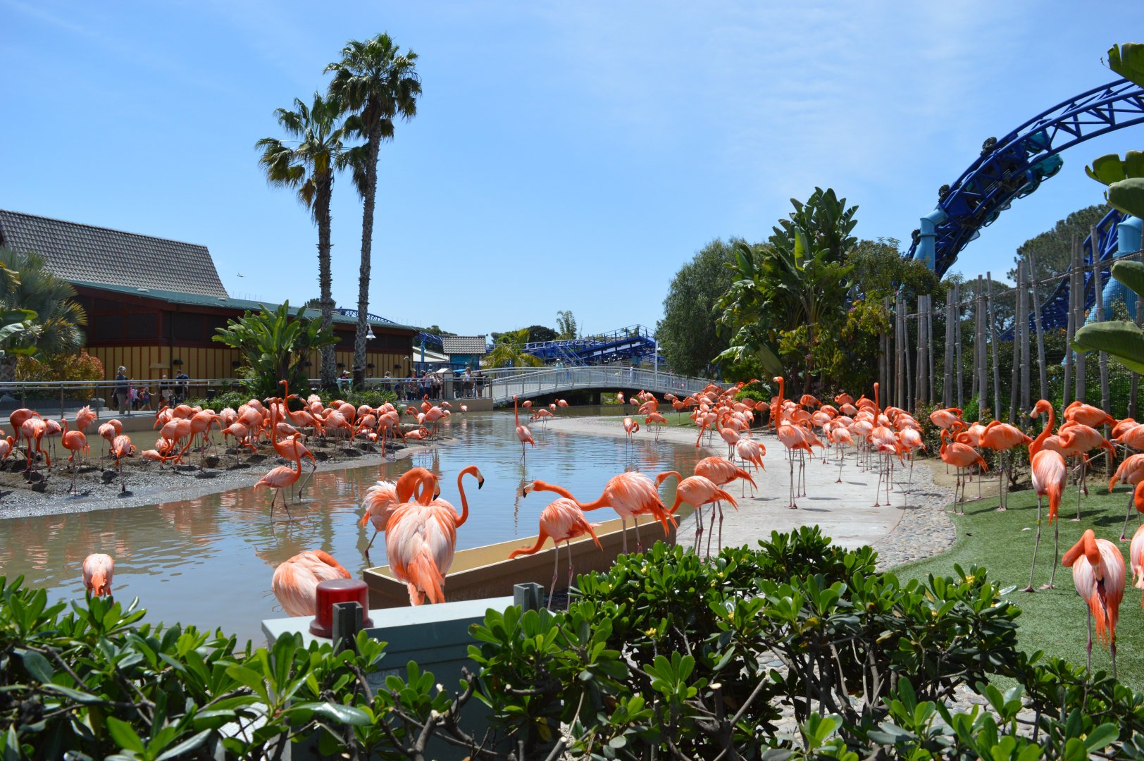 Caribbean Flamingo / Demoiselle Crane Exhibit