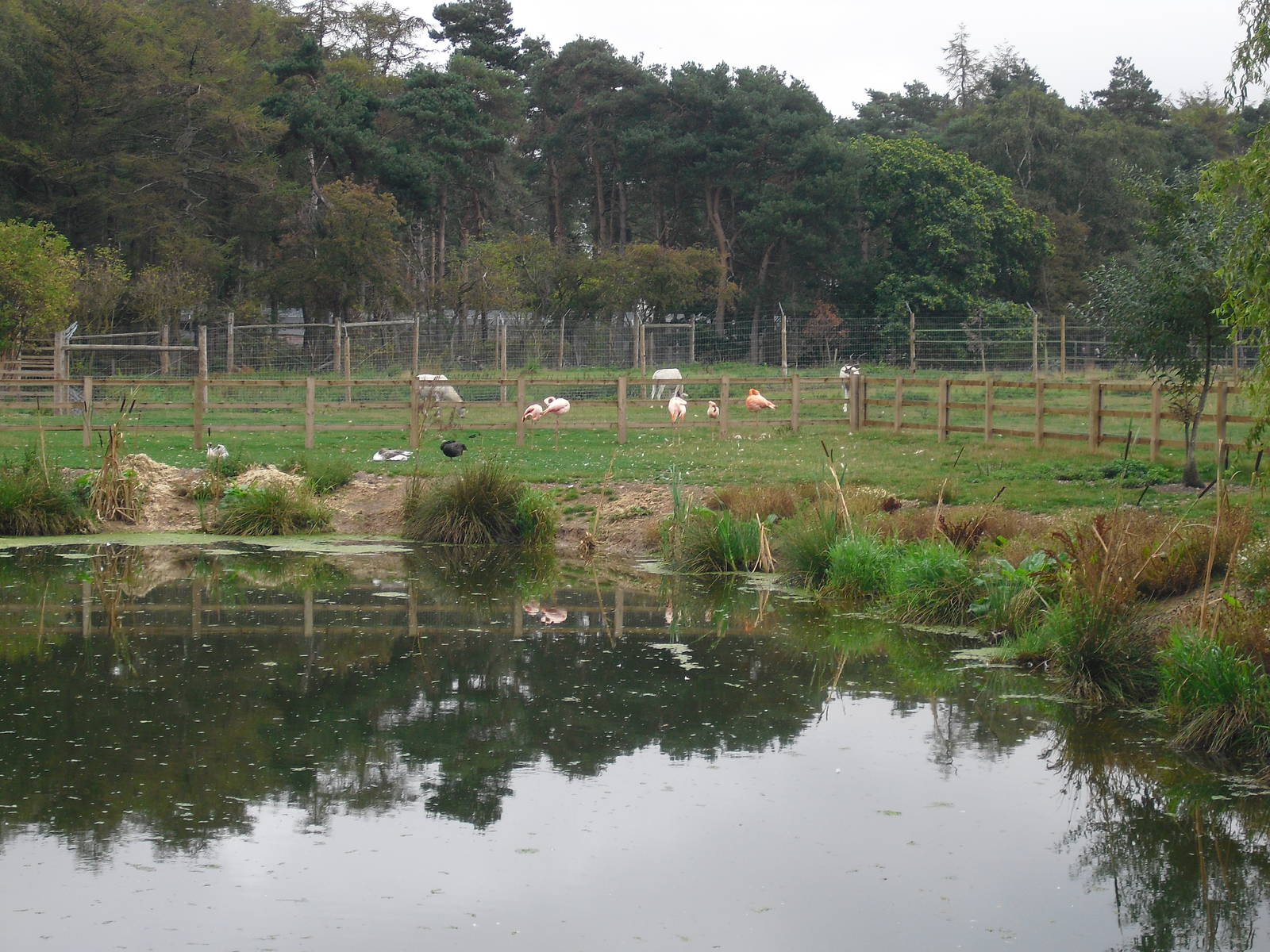 Caribbean Flamingo Enclosure - 06/09/2011