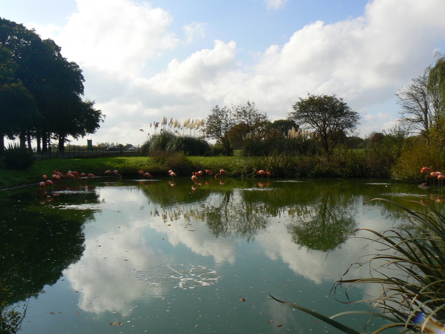 Caribbean Flamingo Enclosure - 15 October 2016