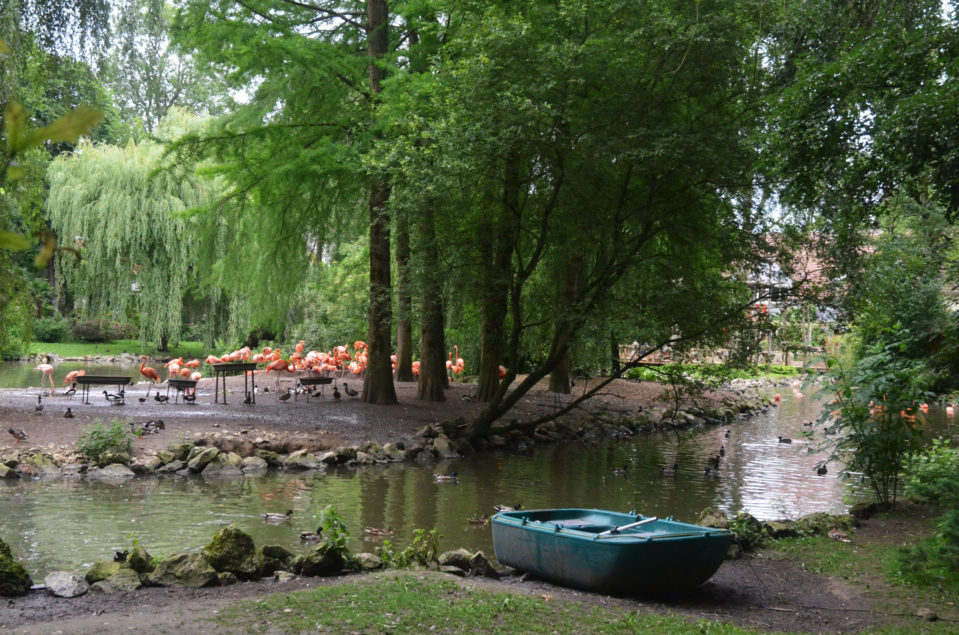 Caribbean Flamingo Enclosure at Beauval, 12/06/18