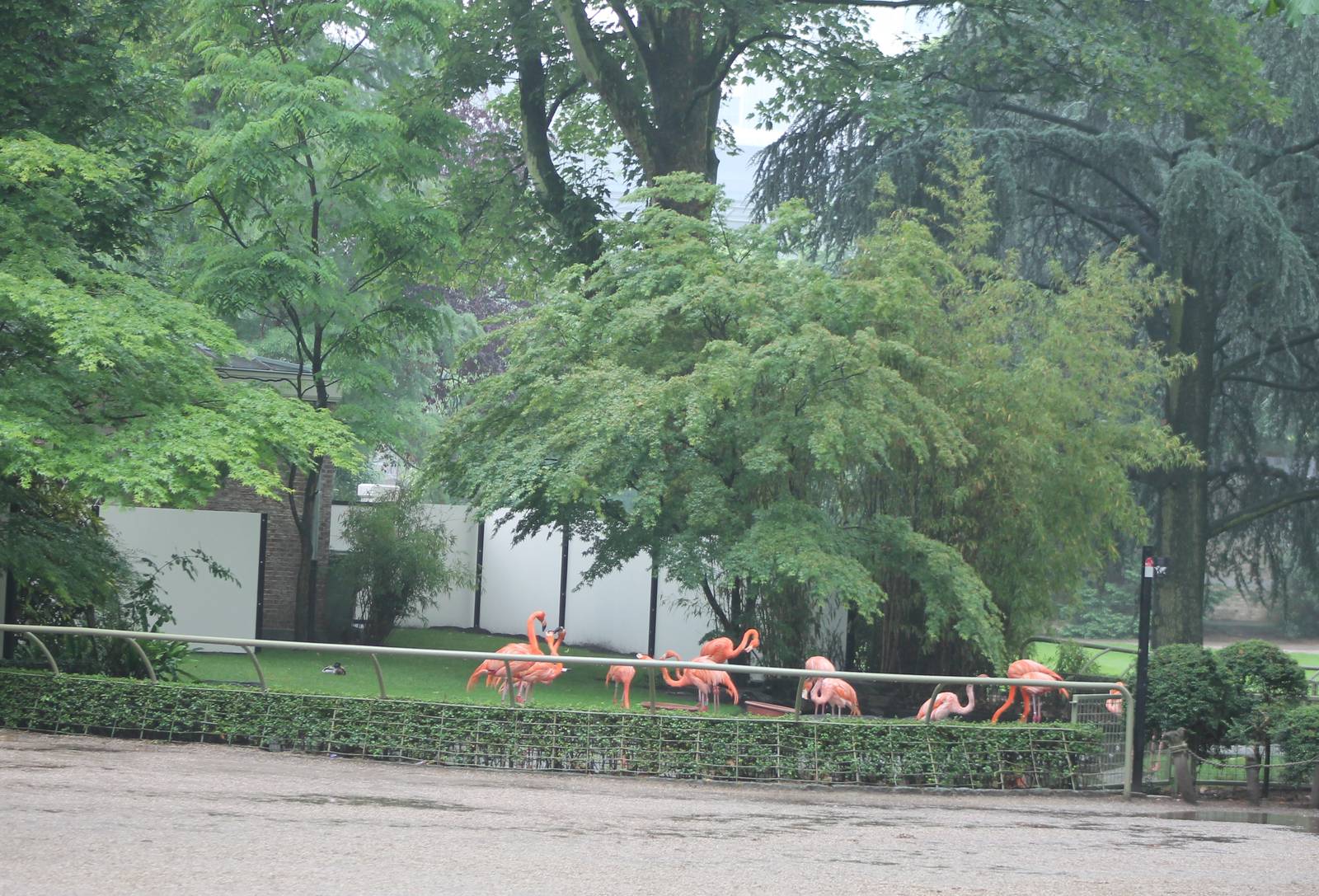 Caribbean flamingo enclosure