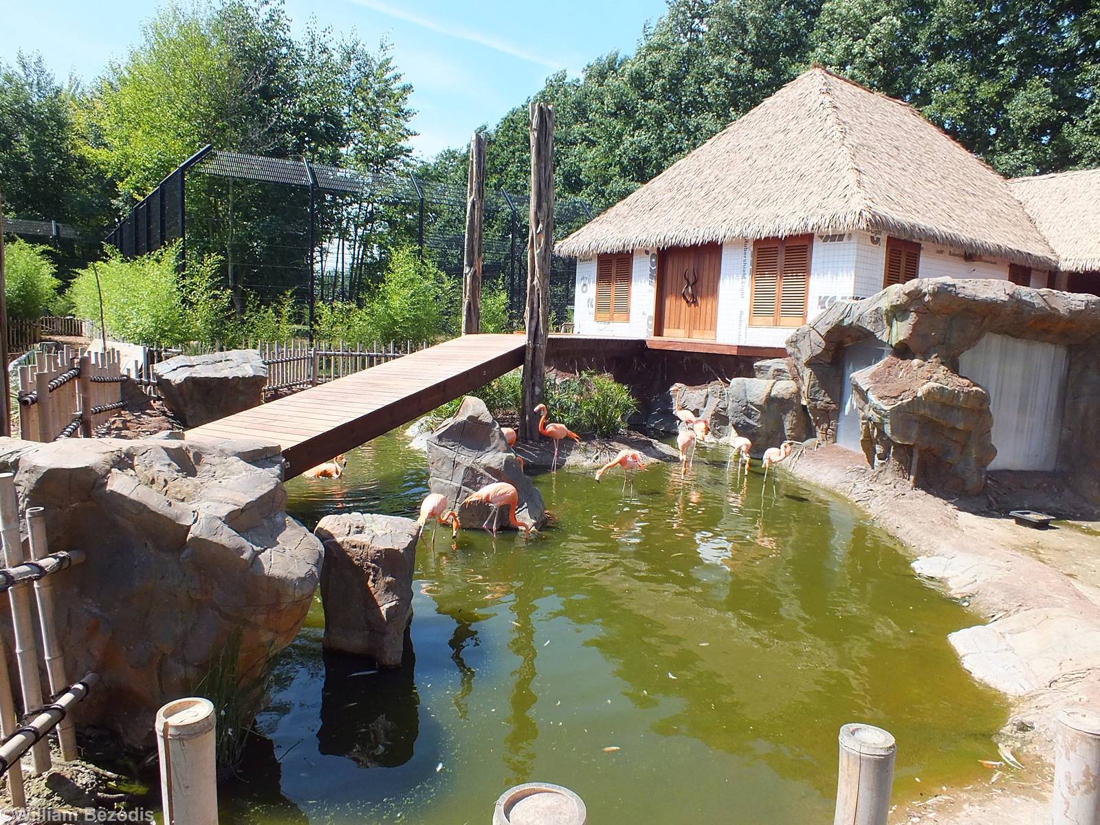 Caribbean Flamingo Enclosure