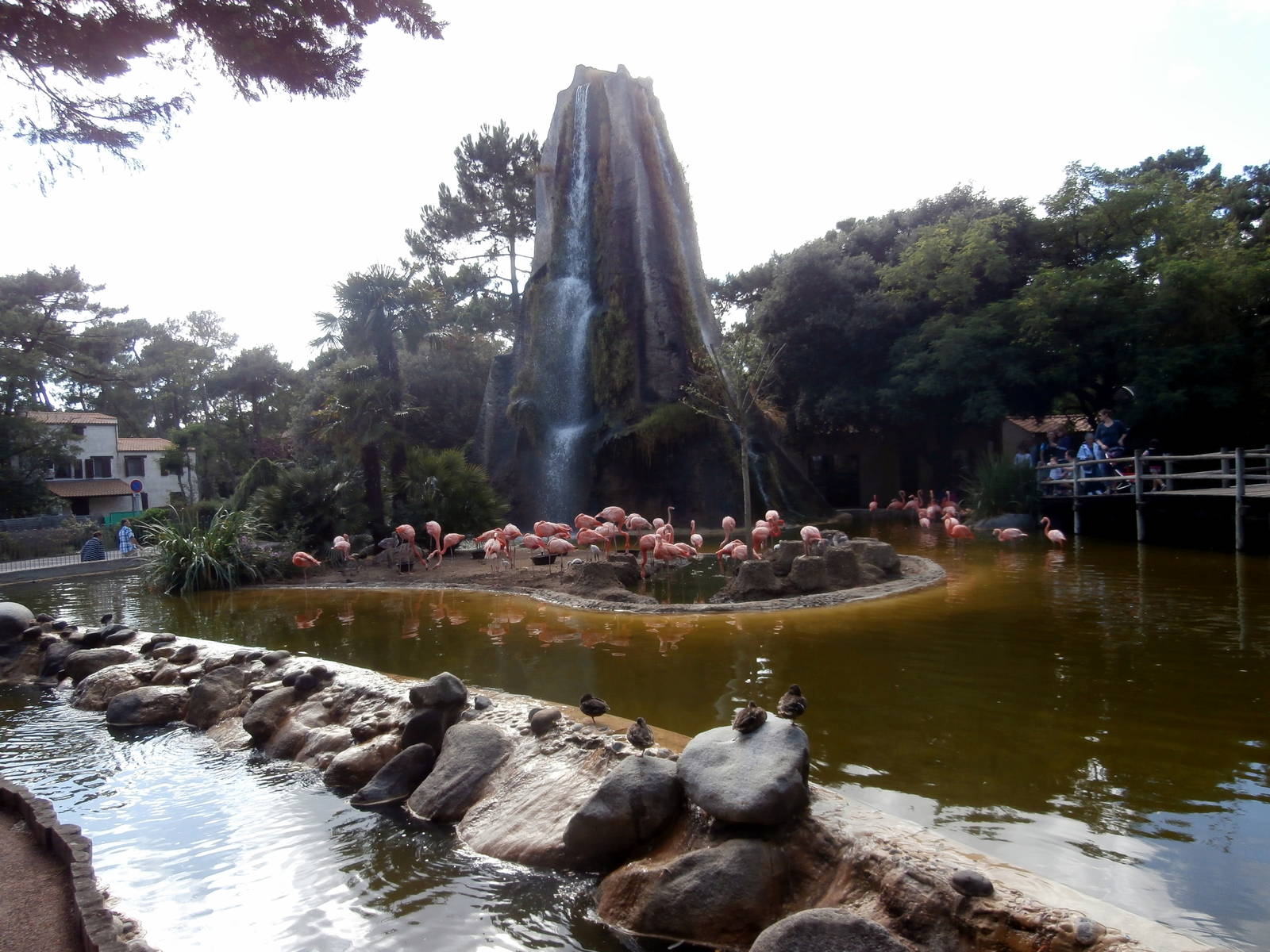 Caribbean flamingo enclosure