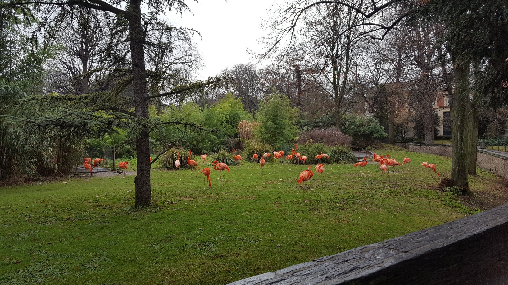 caribbean flamingo enclosure