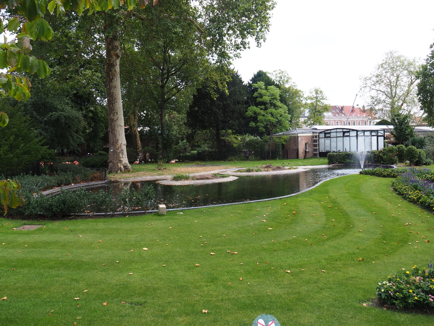 Caribbean flamingo enclosure