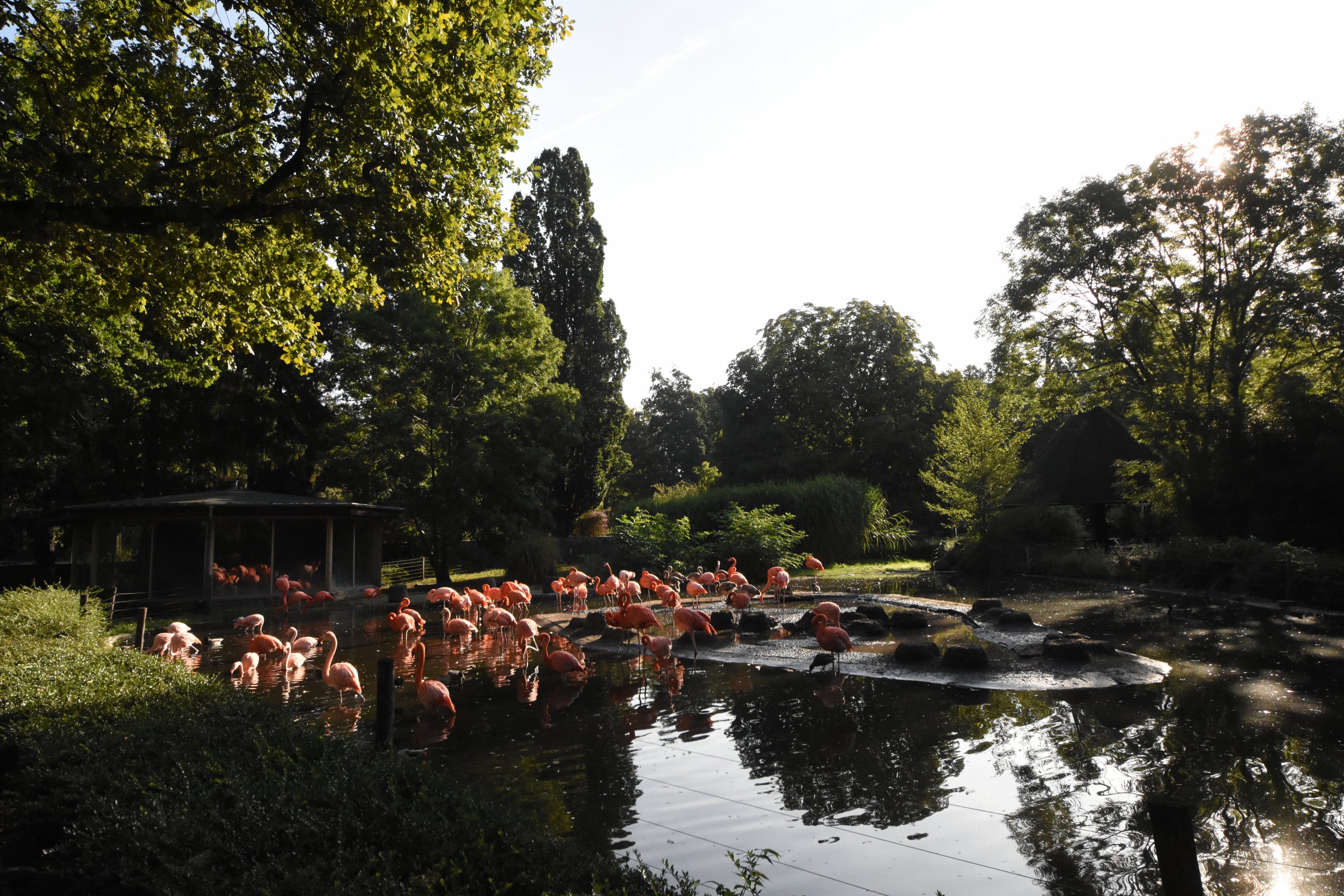 Caribbean flamingo enclosure