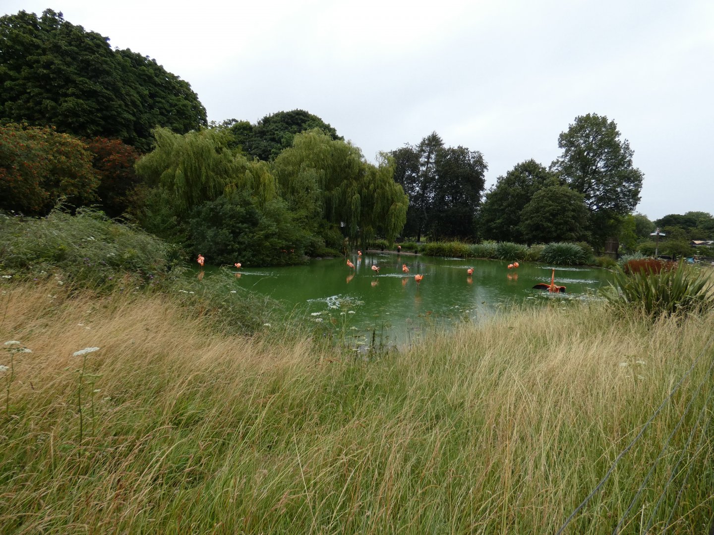 Caribbean Flamingo enclosure