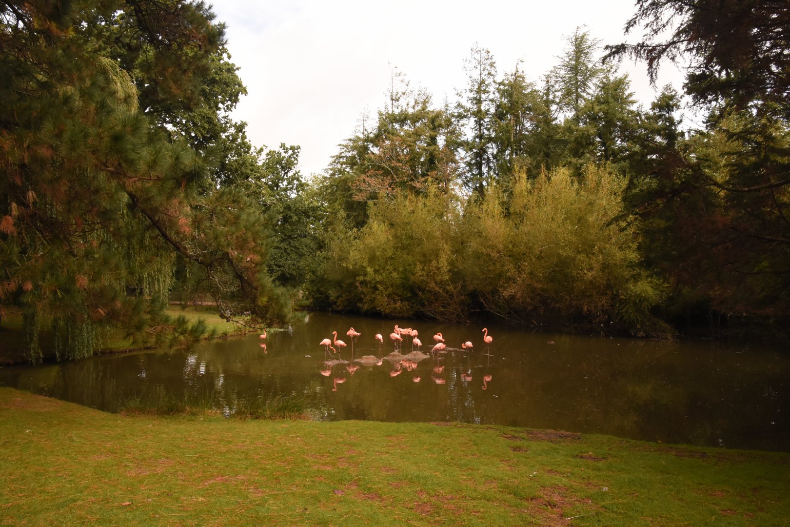Caribbean Flamingo enclosure