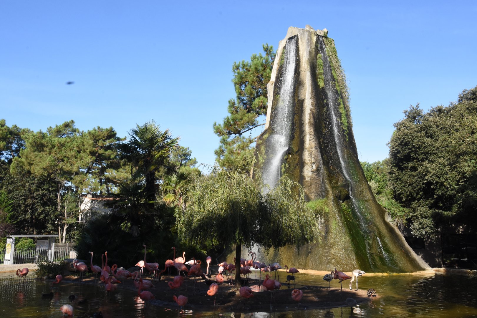 Caribbean Flamingo enclosure