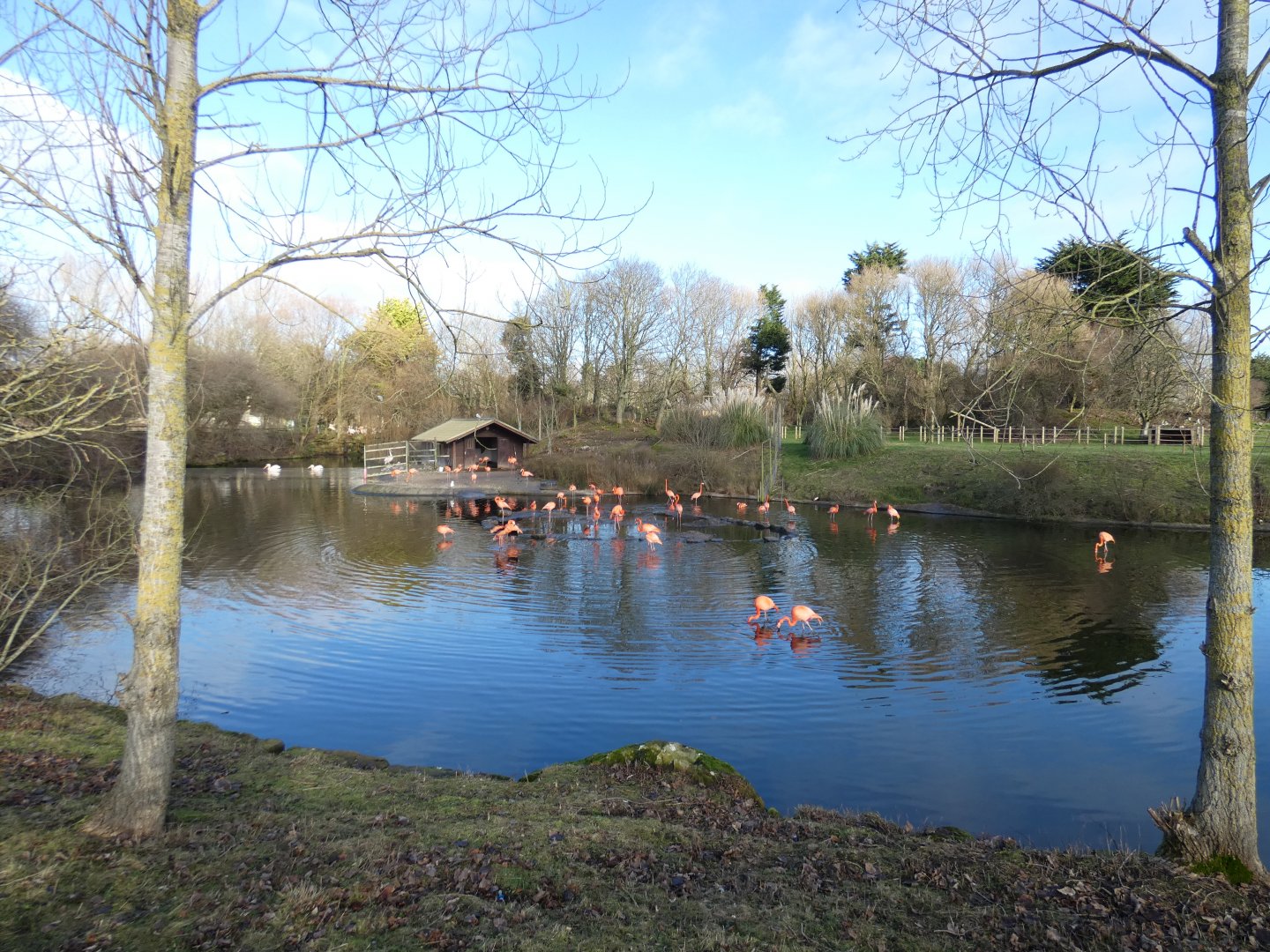 Caribbean flamingo enclosure
