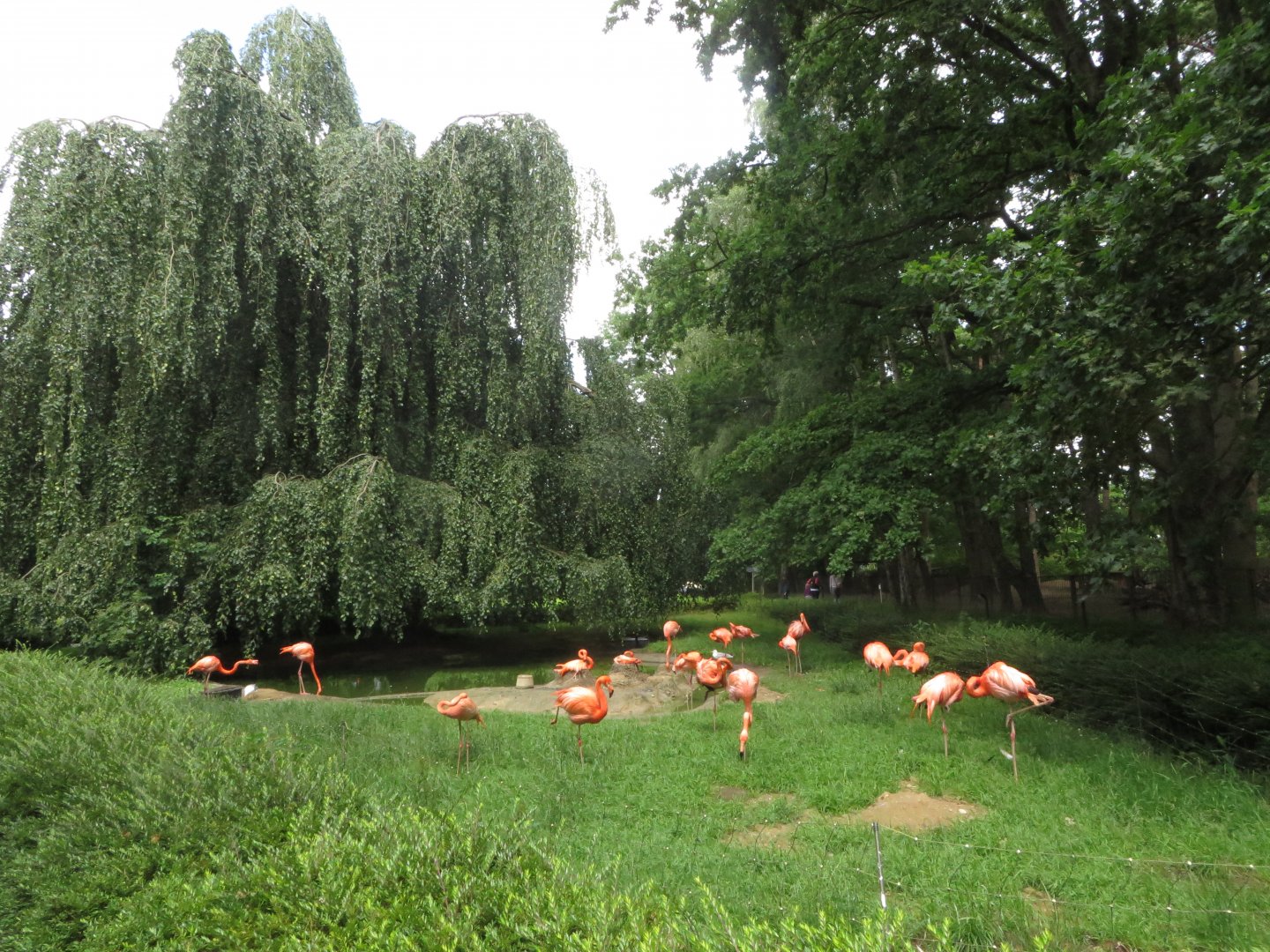 Caribbean flamingo enclosure