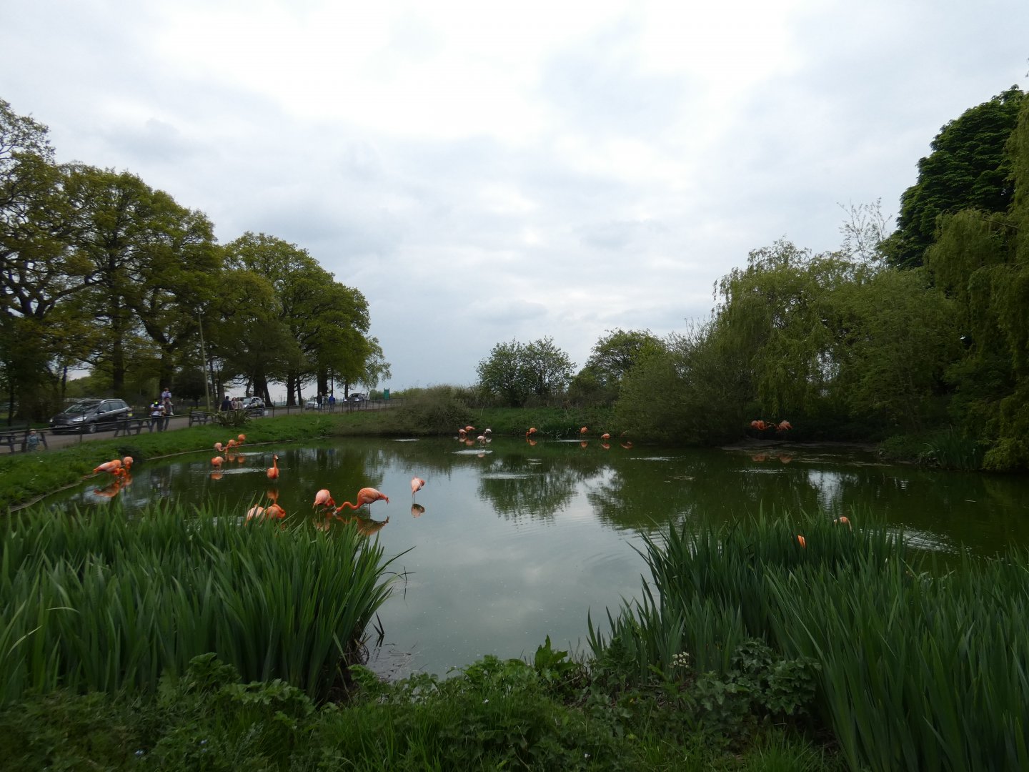 Caribbean flamingo enclosure