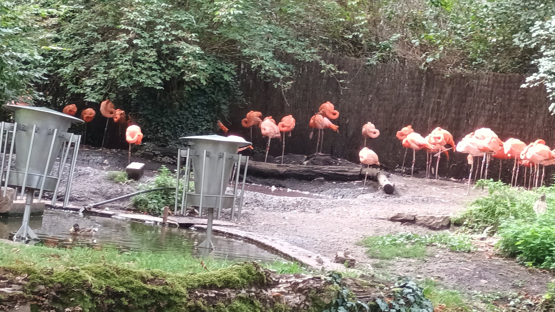 Caribbean Flamingo Enclosure