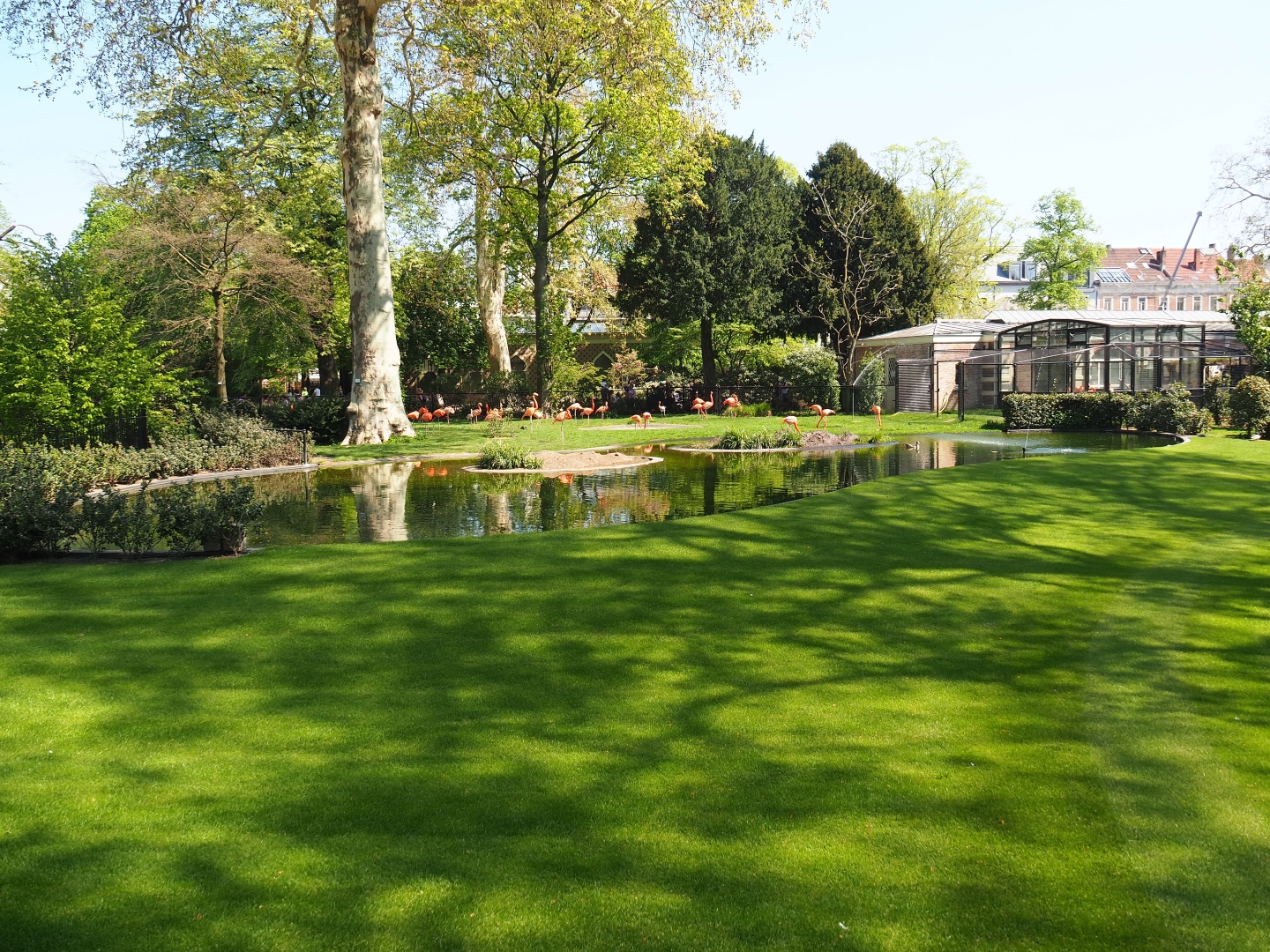 Caribbean flamingo exhibit, 2019-04-20