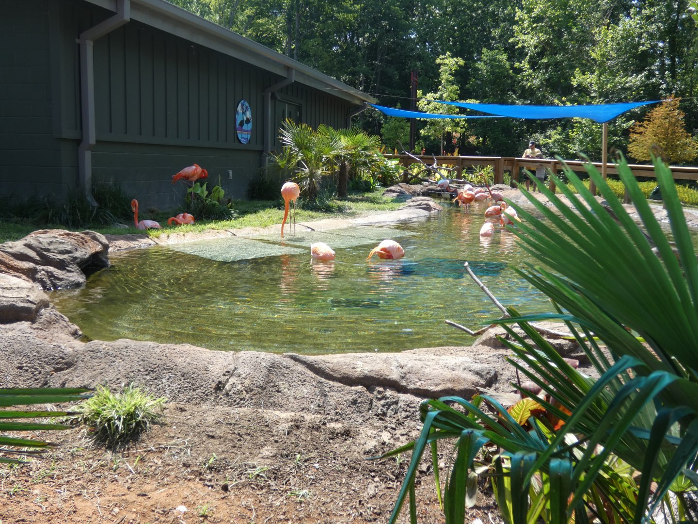 Caribbean Flamingo exhibit at the Greensboro Science Center